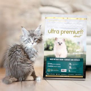 chaton avec ses croquettes