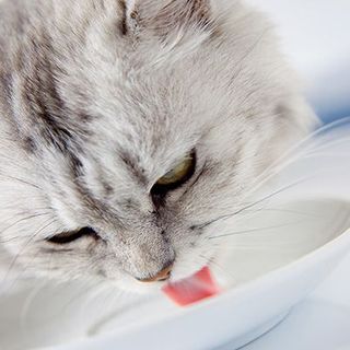 chat léchant une assiette