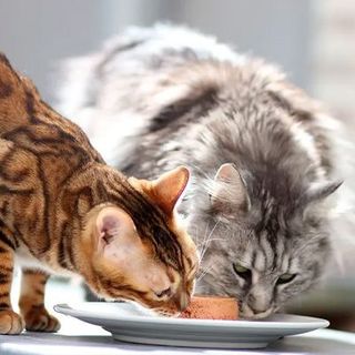 Deux chats mangent leur pâtée