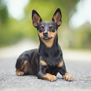 Pinscher nain allongé sur la route
