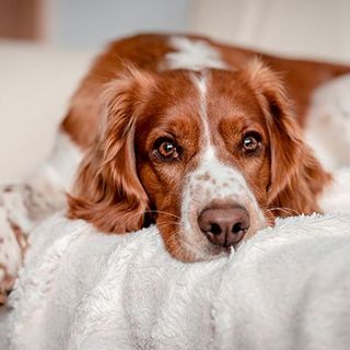chien allongé sur un lit