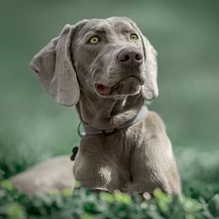 Braque de Weimar aux yeux ambre