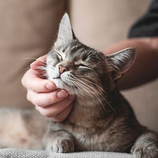 Chat ayant des allergies