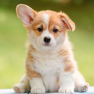 corgi chiot