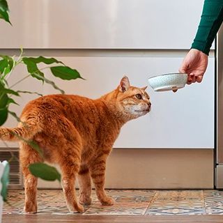 chat roux attendant sa gamelle