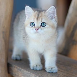 jeune chaton beige et blanc aux yeux verts sur une marche d'escalier