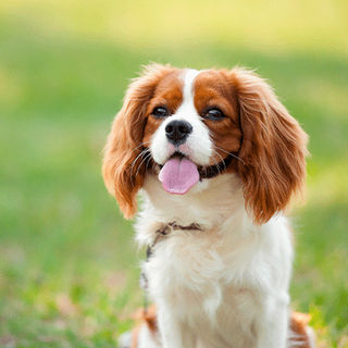 Cavalier king charles en extérieur