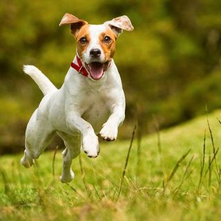 Chien jouant en extérieur