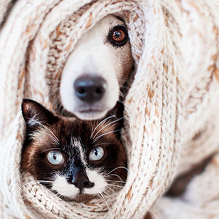 Animaux sous une couverture