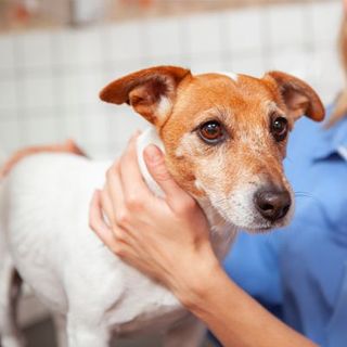 Chien chez le vétérinaire