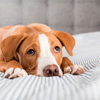 Chien malade, couché sur un lit