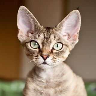 Devon Rex aux yeux verts en intérieur