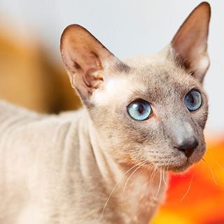 Peterbald beige