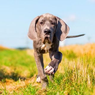 Dogue allemand en gros plan