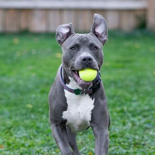 Pitbull rapportant une balle 