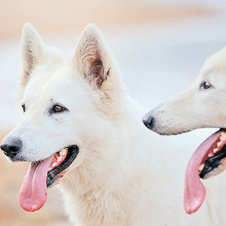 Berger blanc suisse 