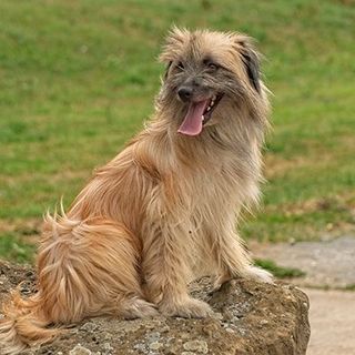 Berger des Pyrénées assis