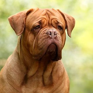 Dogue de Bordeaux en pleine nature