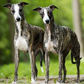Lévriers whippet en extérieur