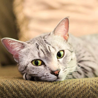 Mau égyptien en gros plan