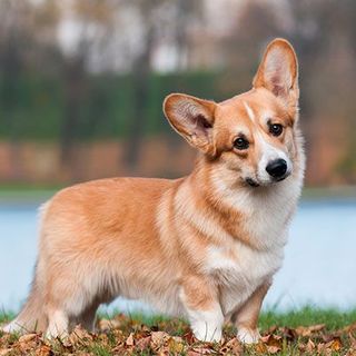 Corgi en pleine nature