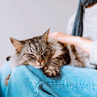 Chat sur sa maîtresse