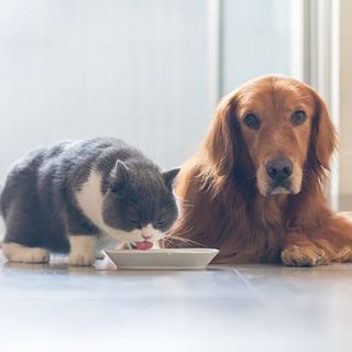 Chien et chat couchés en intérieur