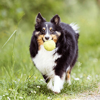Chien ayant une balle dans la gueule