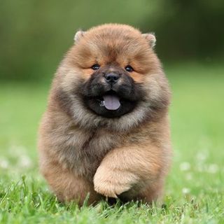 Chiot chow-chow qui court