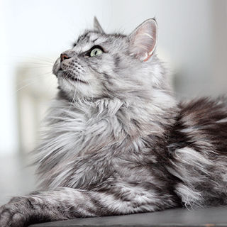 Maine coon couché en intérieur