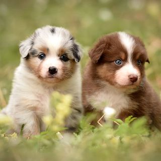 2 chiots en pleine nature