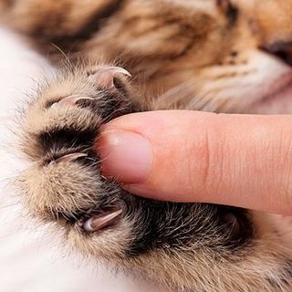 Maîtresse touchant les griffes de son chat
