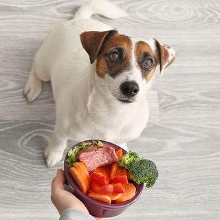Ration ménagère pour jack russell