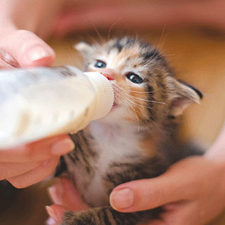 Maîtresse donnant le biberon à son chaton