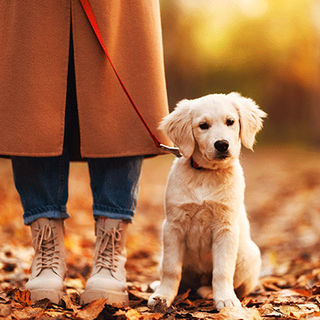 Chien assis en extérieur à côté de sa maîtresse