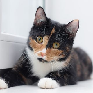 Un chat allongé en intérieur regardant l'objectif