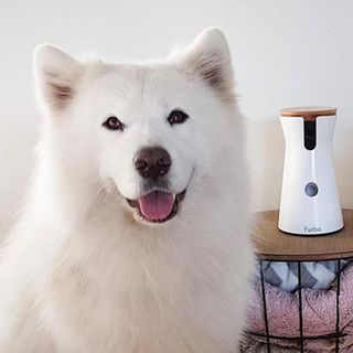 Chien à proximité de la caméra pour chien Furbo