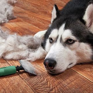 Pete de poils du husky