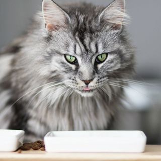 Un chat difficile devant sa gamelle de croquettes 