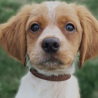 Épagneul Breton chiot 