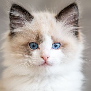 Un Ragdoll regardant droit devant lui 