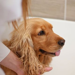 Lavage d'un chien