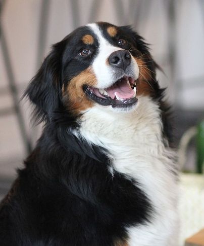 Foto van hond