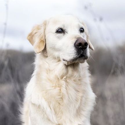 Chien en extérieur