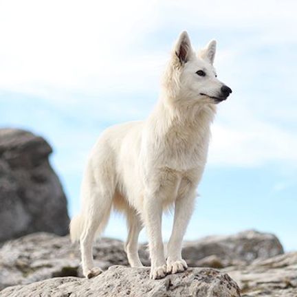 Chien sur un rocher 