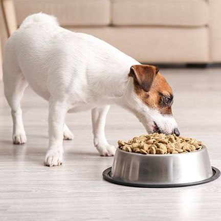 Jack Russell mangeant dans sa gamelle de croquettes Ultra Premium Direct