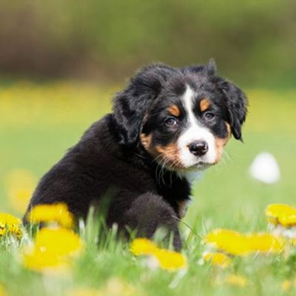 Petit chien dans un champs de fleurs