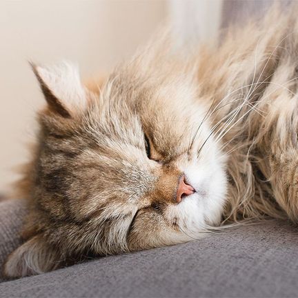 Chat dormant