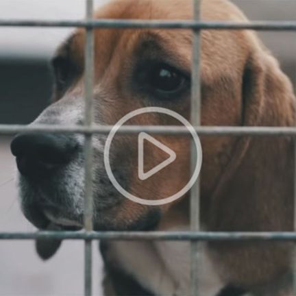 Chien triste dans une cage