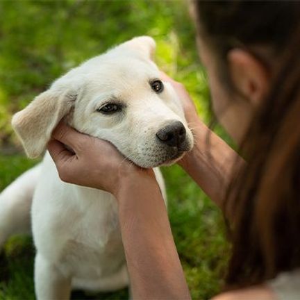 labrador chiot 
